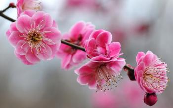 Pink Flowers 19312 1920x1200 px ~ HDWallSource.com