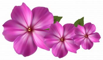 Pink Flower Decor PNG Clipart | Gallery Yopriceville - High-Quality ...