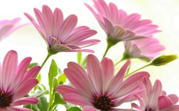 10 Best Pink Flower Wallpaper for Bedrooms