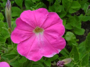 Free 7art flowers clipart and wallpapers: royalty free plain-pink ...