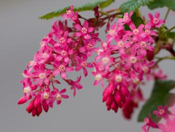 Pink Flower Blooms Macro Free Stock Photo - Public Domain Pictures
