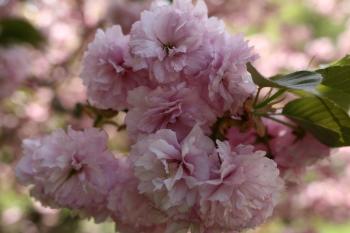 Pink Flower Tree
