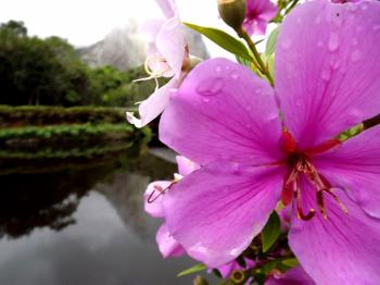 Pink Flower in the Dark Lake