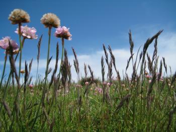 Pink Flower on Green Field Under White and Blue Sky during Daytime