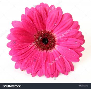 Pink Flower Photo