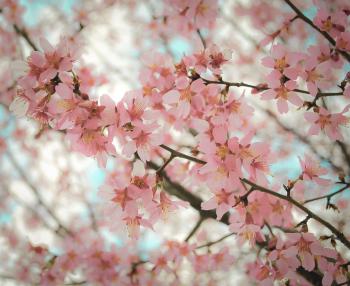 Pink Flowers Tumblr Photography Hd Images 3 HD Wallpapers | Tumblr ...