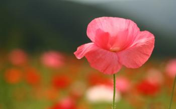 Pink flower close photography wallpaper | 1920x1200 | 6856 | WallpaperUP