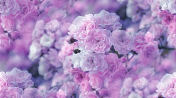 Pink Flowers Wallpaper - BDFjade