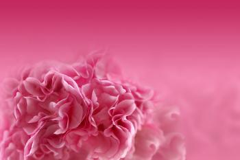 Wallpaper Pink flowers, HD, Flowers, #5812
