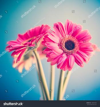 Two Pink Flowers Stock Photo (Royalty Free) 128696450 - Shutterstock