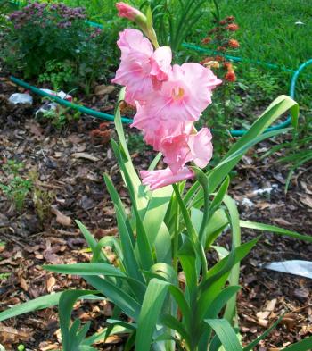 Pink Gladiolus