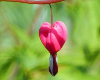 Pink Heart Flower
