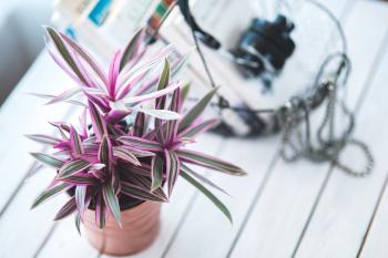 Pink houseplant for decoration