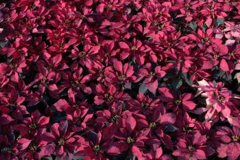 Red Pink Leaves Garden : Public Domain Pictures