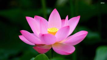 Pink Lotus Flower Wallpaper Hd HD Wallpaper, Background Images