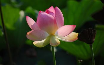 Pink Lotus Flower in Close Up Photography