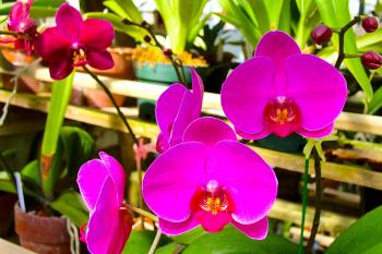 Pink Moth Orchids