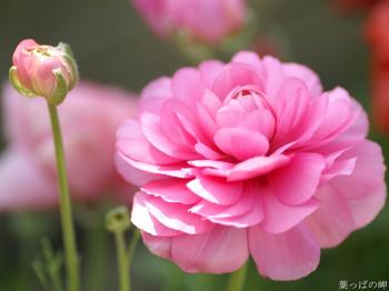 HD Flower Photography (Vol.05) : Outdoor Flowers, Nature Flowers ...