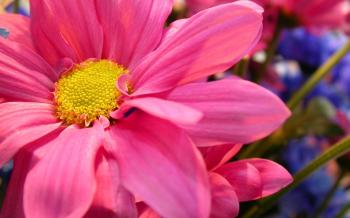 Flower pink petals #6999215