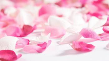 Flowers & Rose Petals Wallpapers HD Pictures – One HD Wallpaper ...