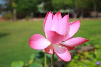 Pink Petaled Flower in Hd Photo
