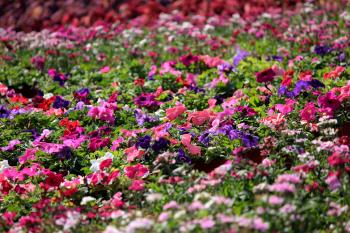 Pink, Purple, and White Impatiens Plant Field