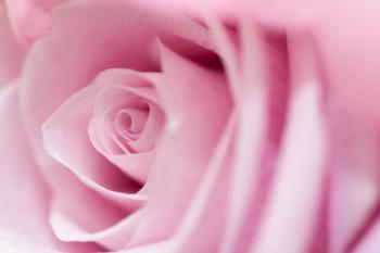 Pink Rose Free Stock Photo - Public Domain Pictures