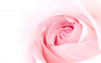 Pink Rose High Quality , Lindy Gavin – download free
