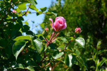 Pink Rose Background - High-quality Free Backgrounds