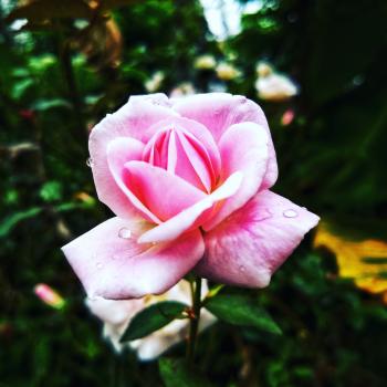 Pink Rose Flower in Closeup Photo
