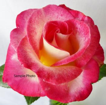 Spiral Open Dark Pink Edge Rose Picture to go on Rose NoteCards ...