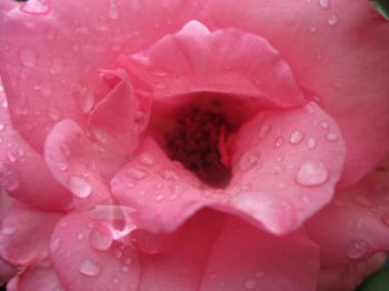 Pink rose with water drops close-up