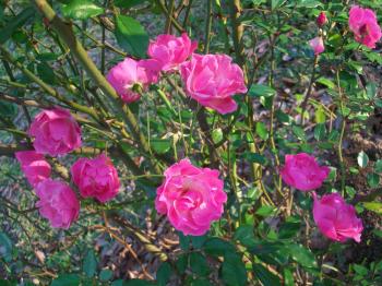 Pink Roses in Late Fall