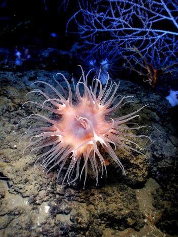 Pink Sea Creature Underwater