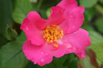 Pink single rose