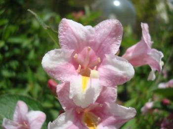 Pink spring flowers