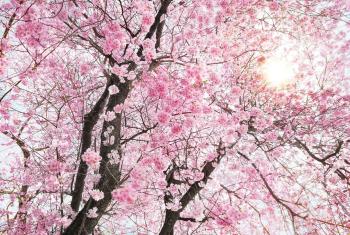 Wallpaper for bedroom living room dining room Pink tree flowers Wall ...