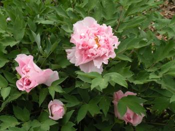 Early Season Peony Bloom 2015 | crickethillgarden