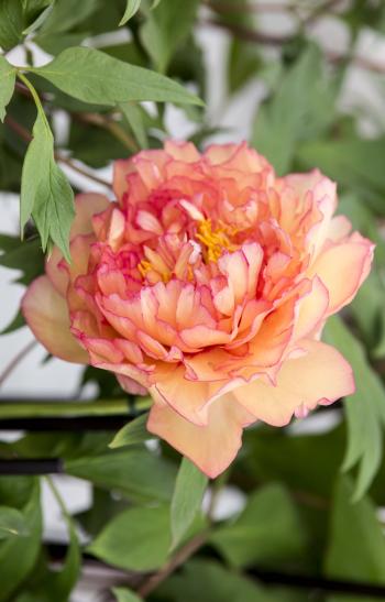 10 beautiful peonies to grow | Tree peony, Peony and Souvenir