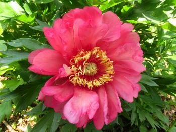 Hana Daijin Japanese Tree Peony - Monrovia - Hana Daijin Japanese ...