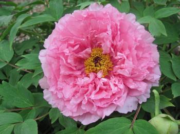Peony Flower Forms – Cricket Hill Garden