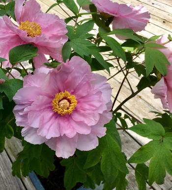 Tree peony | Garden plants and flowers | Pinterest | Tree peony ...