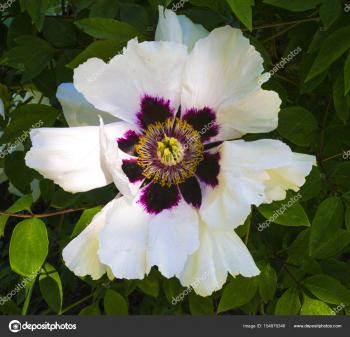 Peonies. Flowers peonies. Flowering bush of pink tree peony — Stock ...