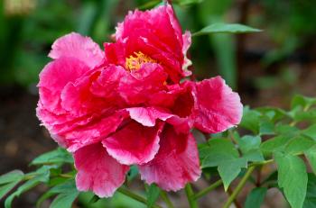Red," Yellow Tree Peonies: Care and Growing Tips