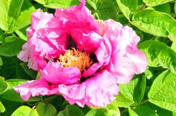 Planting Tree Peonies from Cricket Hill Garden - The Martha Stewart Blog
