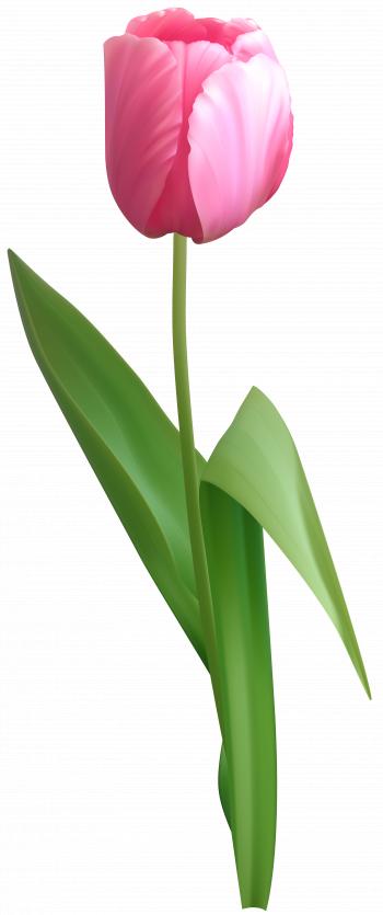 Pink Tulip PNG Clip Art Image | Gallery Yopriceville - High-Quality ...