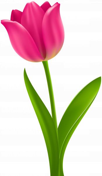 Pink Tulip Transparent Clip Art | Gallery Yopriceville - High ...