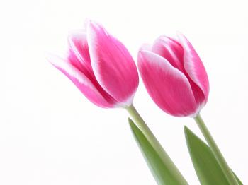 High Quality Pink Tulips Wallpaper | Full HD Pictures