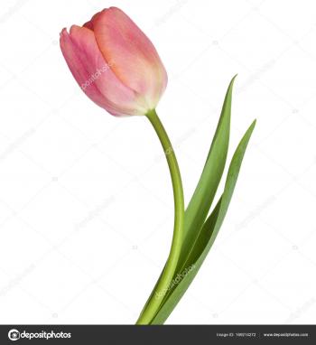 Pink tulip flower — Stock Photo © natika #169214272