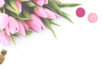Pink Tulip Flowers With White Background